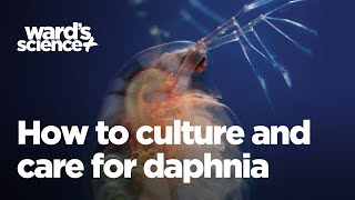 Caring and Culturing for Daphnia [upl. by Iadrahs]