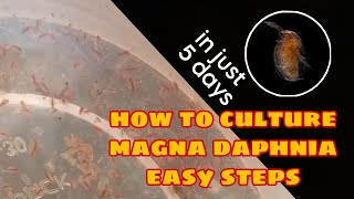 How to Culture Magna Daphnia Easily [upl. by Adnic]