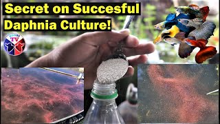 How to Culture Daphnia Successfully [upl. by Vickie383]