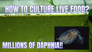 How to Culture Daphnia Secret Method to Breed MILLIONS  Simply Aquatic [upl. by Teahan]