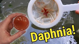 How I Culture Daphnia In Outdoor Tubs [upl. by Rep30]