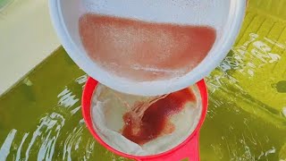 How to culture daphnia  Daphnia culture  How to grow daphnia outdoor [upl. by Aniakudo152]