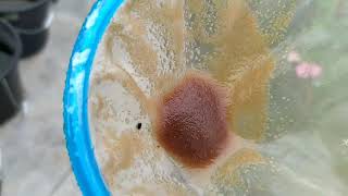 How to culture daphnia moina in a small container Part 1 English Subtitle [upl. by Tima435]