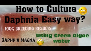 Daphnia MagnaHow to Culture Daphnia Easy wayCulturing Daphnia using Green water Daphnia [upl. by Paulo]