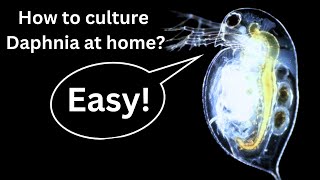 BEST Live Fish Food Beginner guide How to Culture Daphnia at home [upl. by Ecirtaeb]