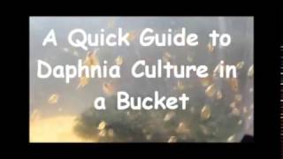 How to culture daphnia outside [upl. by Karine]