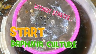 How to culture daphnia moina the easy way 1  Starting the Daphnia culture [upl. by Aitetel]