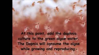 Daphnia  How to grow daphnia in your home [upl. by Keyser]