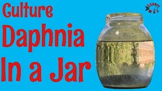 How to Culture Daphnia in a Jar [upl. by Ricketts]