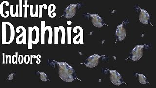 How to Culture Daphnia [upl. by Thorncombe]