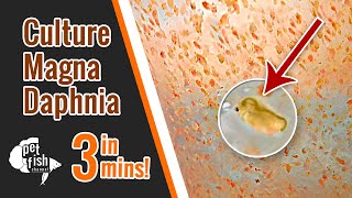 How to culture DAPHNIA MAGNA  The easy way [upl. by Skippy]