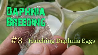 Daphnia Culture made simple and easy 3  Hatching Daphnia eggs [upl. by Nehepts]