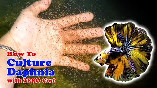 How to Culture Daphnia with ZERO Cost  Unlimited Live Food For Our Fish [upl. by Dauf]