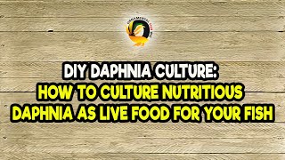 DIY Daphnia Culture How to Culture Nutritious Daphnia as Live Food for Your Fish [upl. by Boone955]