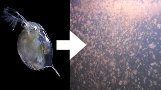 How I Culture Daphnia [upl. by Saitam]