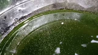 DAPHNIA MOINA CULTURE IN A SMALL BUCKET [upl. by Paschasia]