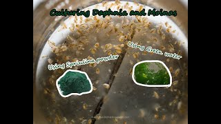 How To Culture Daphnia and Moinas using Green Water Spirulina powder [upl. by Fezoj747]