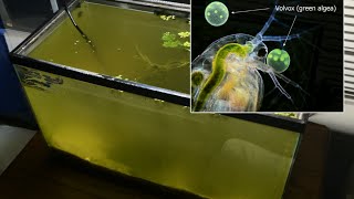 Raising Daphnia for the Freshwater Aquarium [upl. by Nigel]