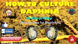 HOW TO CULTURE DAPHNIA In Easy Way [upl. by Inalawi]